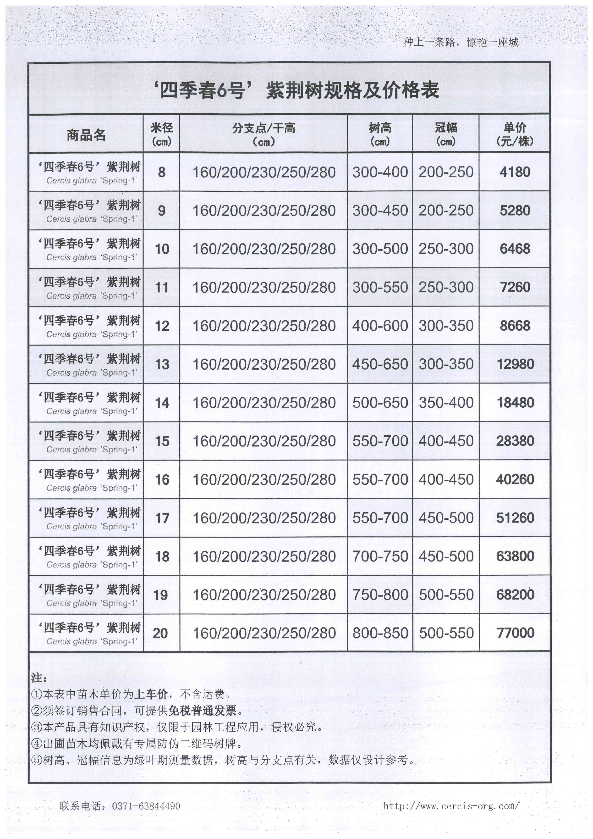 ‘四季春6號’紫荊樹.jpg