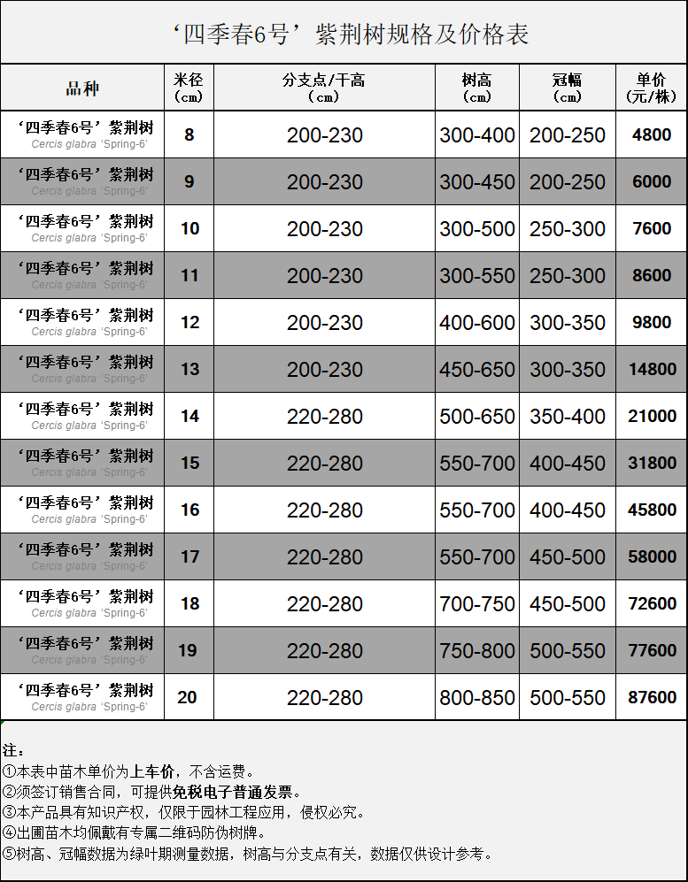 ‘四季春6號’紫荊樹規(guī)格及價格表 .jpg